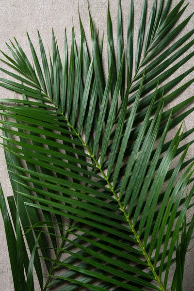Top view of tropical palm leaves branch isolated on dark gray background with copy space.