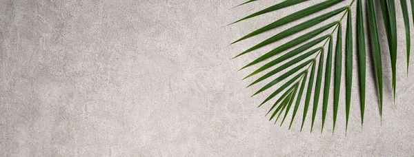 Vista Superior Ramo Folhas Palma Tropical Isolado Fundo Cinza Escuro — Fotografia de Stock
