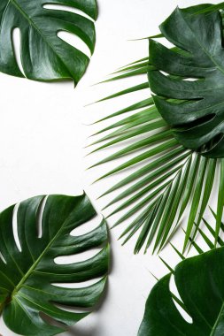 Tropikal palmiye yapraklarının üst görünümü kopyalama alanı olan beyaz arkaplan üzerinde izole.
