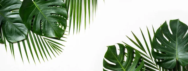 Top View Tropical Palm Leaves Branch Isolated White Background Copy — Stock Photo, Image