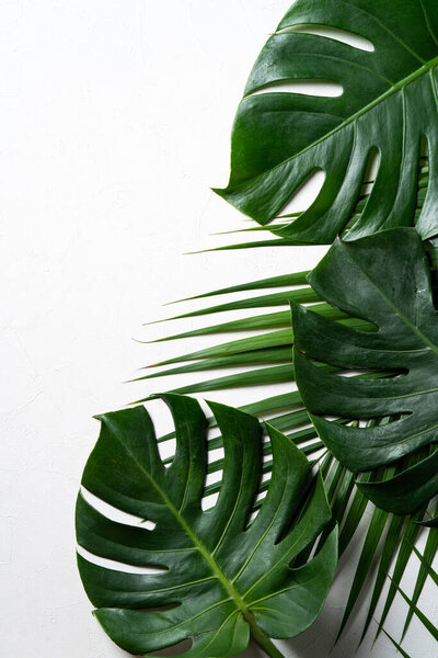 Top view of tropical palm leaves branch isolated on white background with copy space.