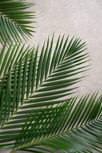 Tropikal Palmiye Yapraklarının Üst Görünümü Kopyalama Alanı Ile Koyu Gri — Stok fotoğraf