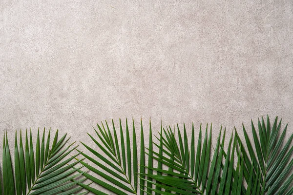 Top View Tropical Palm Leaves Branch Isolated Dark Gray Background — Stock Photo, Image