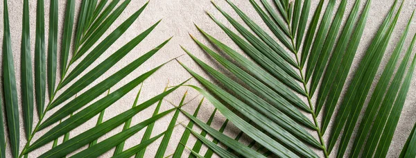 Vista Superior Rama Hojas Palmeras Tropicales Aisladas Sobre Fondo Gris —  Fotos de Stock