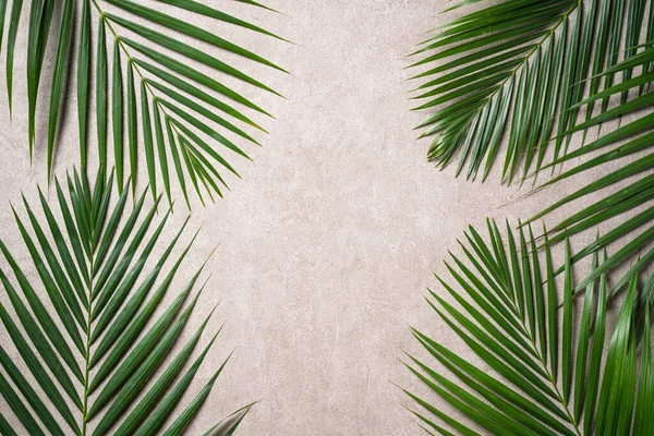 热带棕榈叶分枝顶部景观 深灰色背景 有复制空间 — 图库照片