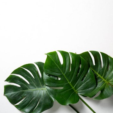 Tropikal palmiye yapraklarının üst görünümü ve İsviçre peyniri bitkisi beyaz zemin üzerinde izole edilmiş ve kopyalama alanı ile.