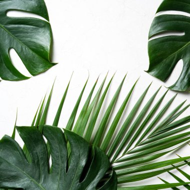 Top view of tropical palm leaves branch and swiss cheese plant isolated on white background with copy space.
