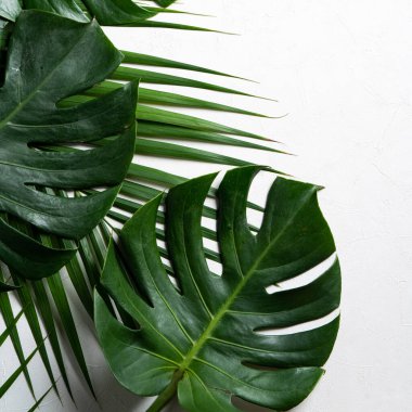 Tropikal palmiye yapraklarının üst görünümü ve İsviçre peyniri bitkisi beyaz zemin üzerinde izole edilmiş ve kopyalama alanı ile.