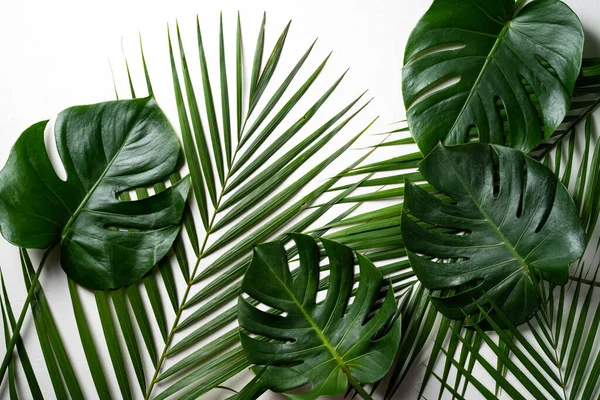 Vista Superior Rama Hojas Palma Tropical Planta Queso Suizo Aislado —  Fotos de Stock