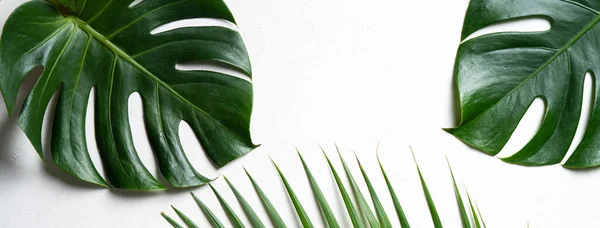 Vista Superior Folhas Palmeira Tropical Ramo Queijo Suíço Planta Isolada — Fotografia de Stock
