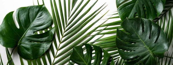 Top View Tropical Palm Leaves Branch Swiss Cheese Plant Isolated — Stok fotoğraf