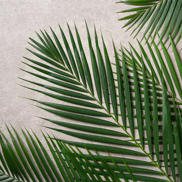 Tropikal Palmiye Yapraklarının Üst Görünümü Kopyalama Alanı Ile Koyu Gri — Stok fotoğraf