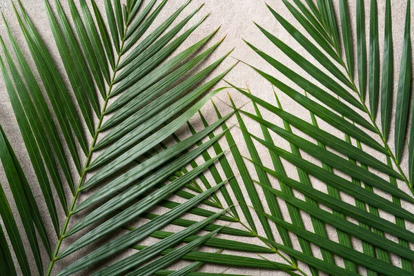 Vista Superior Rama Hojas Palmeras Tropicales Aisladas Sobre Fondo Gris —  Fotos de Stock