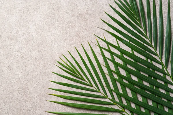 Vista Superior Ramo Folhas Palma Tropical Isolado Fundo Cinza Escuro — Fotografia de Stock
