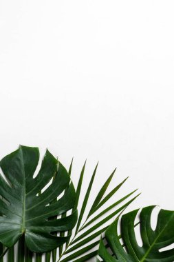 Top view of tropical palm leaves branch and swiss cheese plant isolated on white background with copy space.