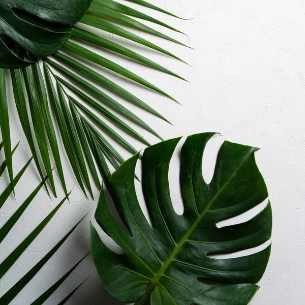 Vista Superior Rama Hojas Palma Tropical Planta Queso Suizo Aislado —  Fotos de Stock