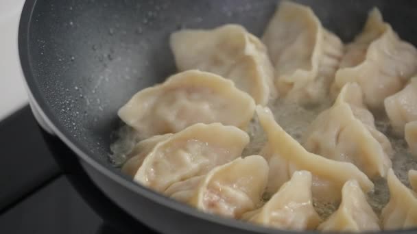 Pan Frying Gyoza Dumpling Jiaozi Home Kitchen Lifestyle — Vídeo de stock