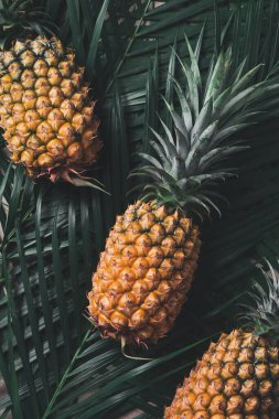 Tropikal canavar yaprakları ve plam yaprakları üzerinde taze ananas manzarası.