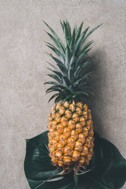 Gri arka planda tropik canavar yapraklı taze ananas manzarası.