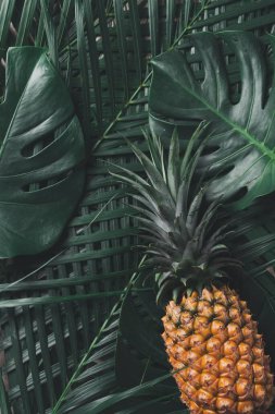 Gri arka planda tropik canavar yapraklı taze ananas manzarası.