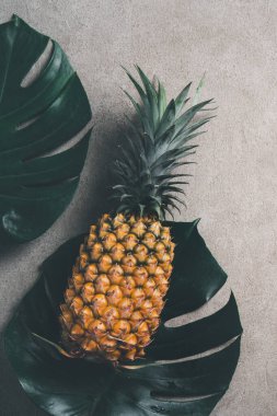 Gri arka planda tropik canavar yapraklı taze ananas manzarası.