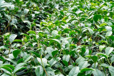Güzel yeşil çay ekinleri bahçe sıraları sahnesini kapatın. Taze doğal çay ürünleri için tasarım konsepti..
