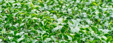 Güzel yeşil çay ekinleri bahçe sıraları sahnesini kapatın. Taze doğal çay ürünleri için tasarım konsepti..