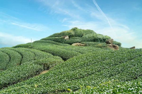 Close up of beautiful green tea crop garden rows scene, design concept for the fresh natural tea product.