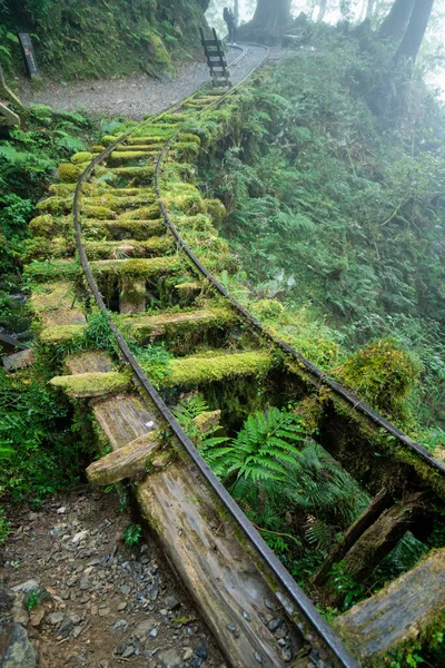 Schöner Historischer Pfad Jianqing Jiancing Die Waldbahn Des Taipingshan National — Stockfoto