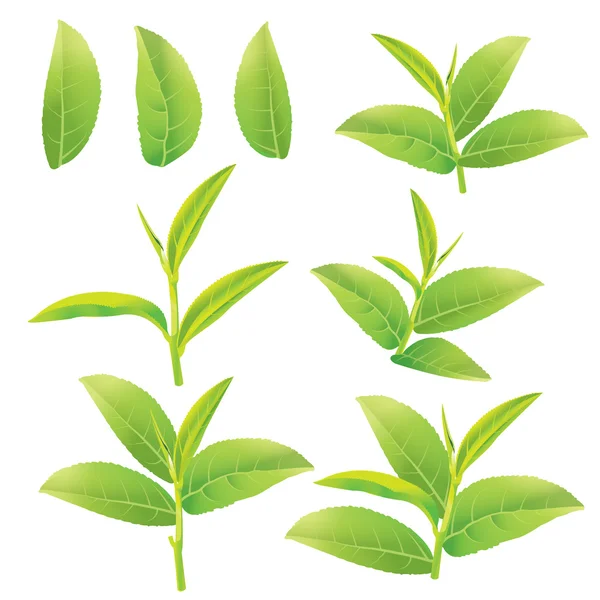 Зеленый чай — стоковый вектор