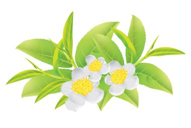 Yeşil tea2