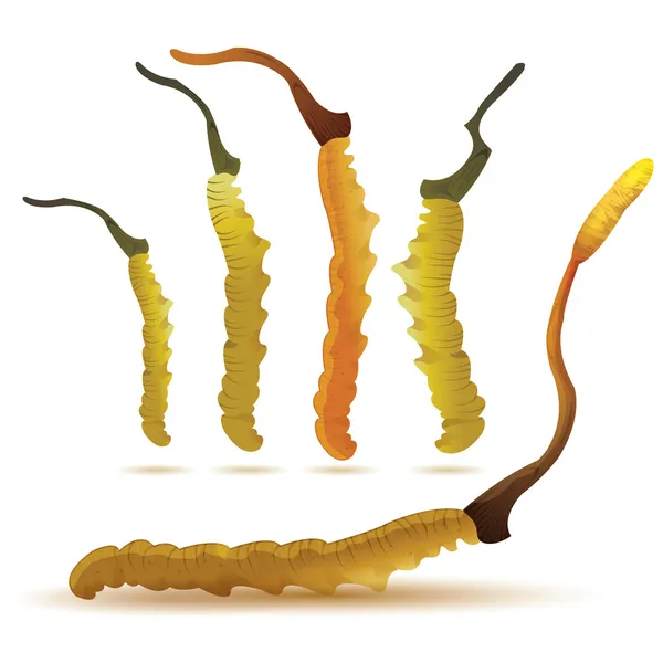 cordyceps kümesi