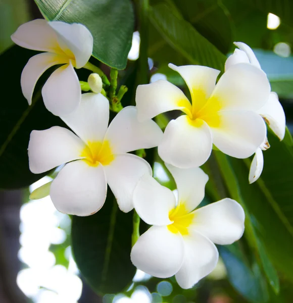 Plumeria (frangipani) blommor — Stockfoto