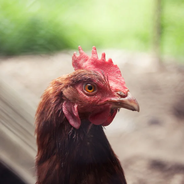 Pollo Fotos de stock libres de derechos