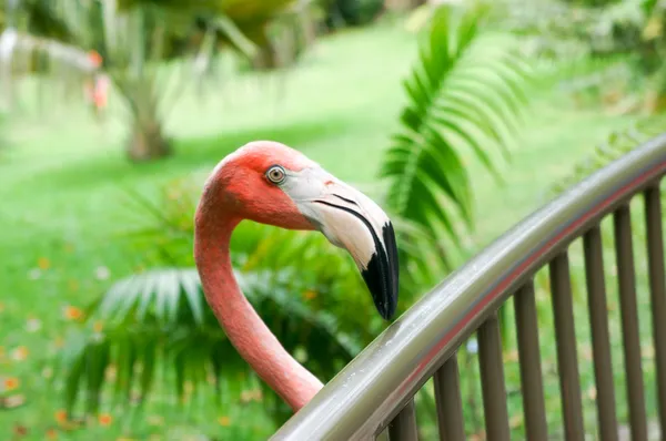 Flamant rose — Photo