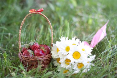 Chamomiles ve çilek