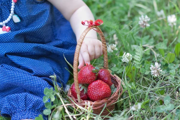 Child is eating strawberries in summer — Stock Photo, Image