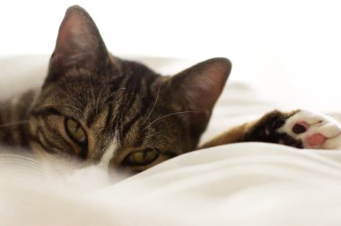 Beyaz arka planda sevimli kedi