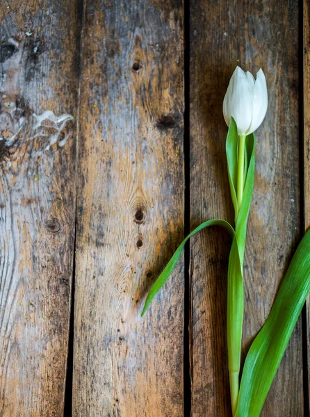 Белые тюльпаны на деревенском деревянном фоне — стоковое фото