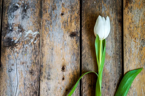 Tulipes blanches sur fond bois rustique — Photo