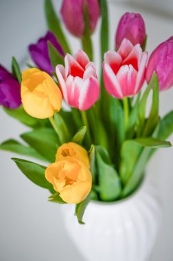 Beyaz arka plan üzerinde renkli Lale