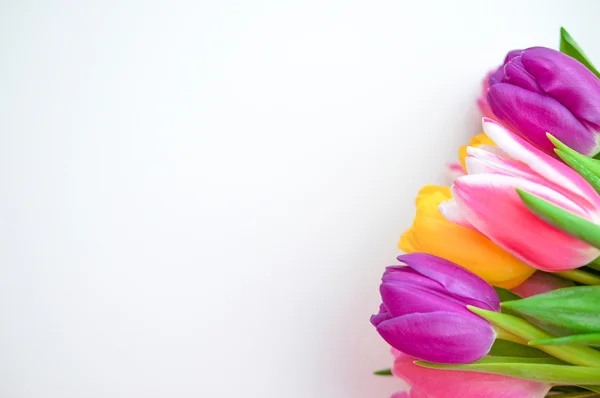 Colorful tulips on white background — Stock Photo, Image