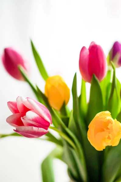 Kleurrijke tulpen op witte achtergrond — Stockfoto