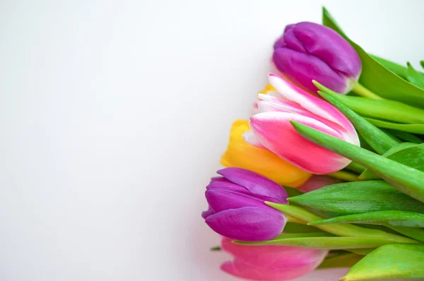 Kleurrijke tulpen op witte achtergrond — Stockfoto