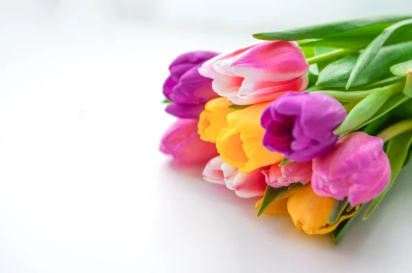Bunte Tulpen auf weißem Hintergrund — Stockfoto