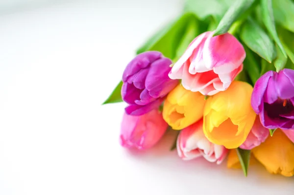 Bunte Tulpen auf weißem Hintergrund — Stockfoto