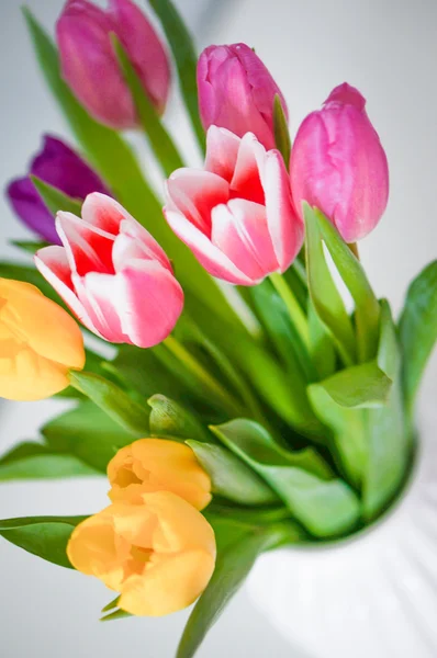 Colorful tulips on white background Stock Image