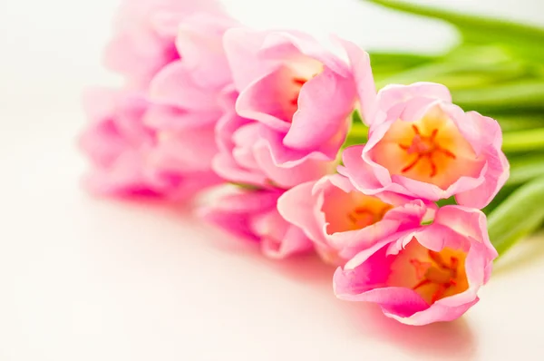 白色背景的粉红郁金香 — 图库照片