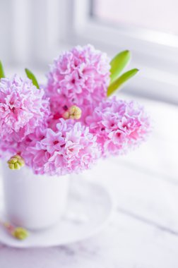 Beyaz arka plan üzerinde beyaz bir vazo içinde pembe sümbül