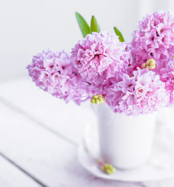 Giacinti rosa in vaso bianco su fondo bianco — Foto Stock